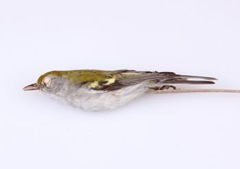 Media type: image;   Ornithology 293556 Description: Dendroica pensylvanica;  Aspect: lateral